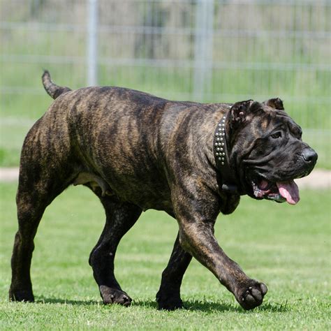 Welcome: View/Search <strong>Cane Corso</strong>: Add a <strong>Cane Corso</strong>: Add a litter: View owners/breeders: Add an owner/breeder: Advanced info: Virtual Mating: latest additions: User login: VINTAGE'S NALA OF VALLEY KENNELS Name VINTAGE'S NALA OF VALLEY KENNELS (click to view <strong>pedigree</strong>). . Pedigree database cane corso